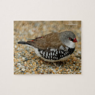 Diamant Firetail Finde Puzzle