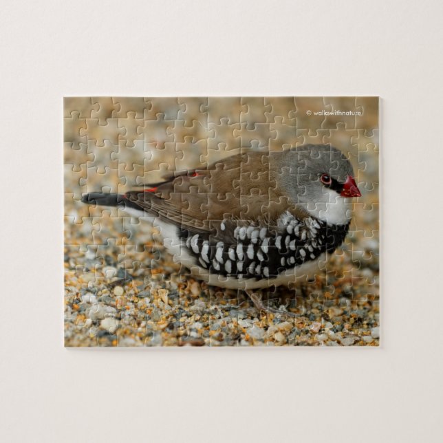 Diamant Firetail Finde Puzzle (Horizontal)