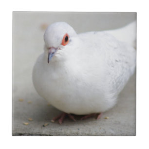 Diamant-Taubenvogelfliese Fliese