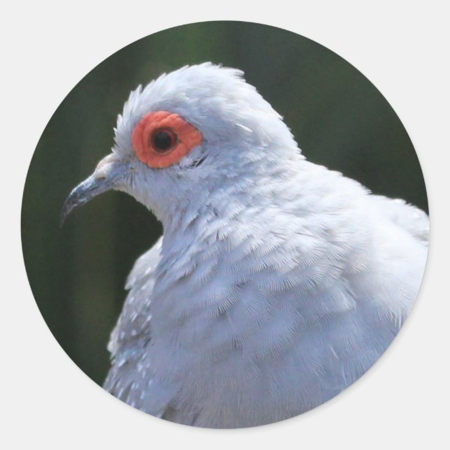 Diamanttaube im Spotlight Runder Aufkleber (Vorderseite)