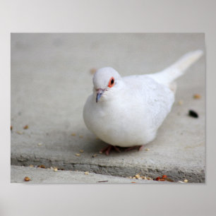 Diamanttaubenvogel Poster