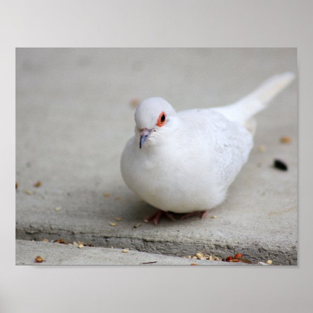 Diamanttaubenvogel Poster (Vorne)