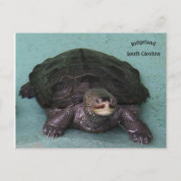 Diamond Back Terrapin