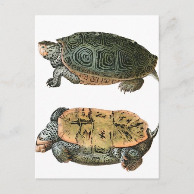 Diamondback Terrapin Illustration Postkarte (Vorderseite)