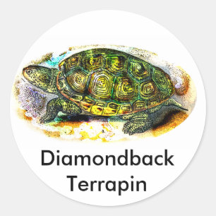 Diamondback Terrapin Turtle von JungleWalk.Com Runder Aufkleber