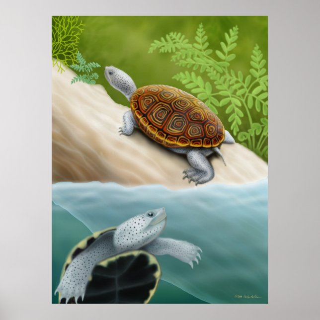 Diamondback Terrapin Turtles Poster (Vorne)