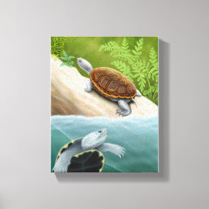 Diamondback Terrapin Turtles Wrapped Canvas Leinwanddruck
