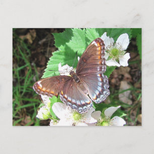 Diana-Schmetterling ~ Postkarte