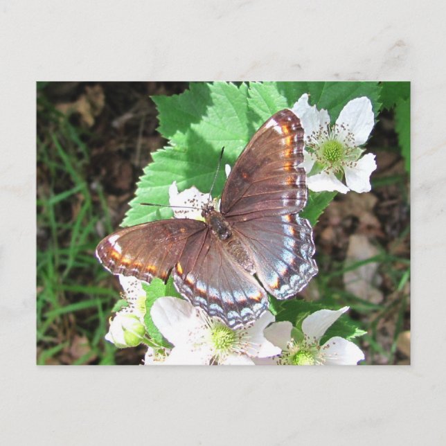 Diana-Schmetterling ~ Postkarte (Vorderseite)
