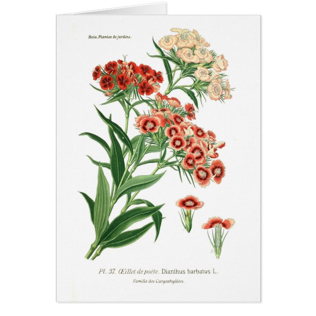 Dianthus barbatus (Bartnelke) (Vorne)