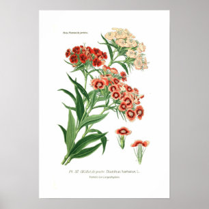 Dianthus barbatus (Sweet William) Poster