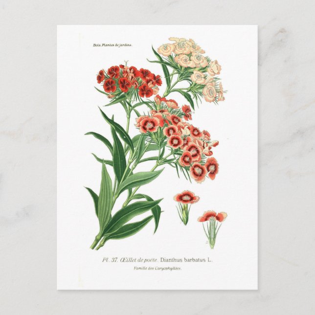Dianthus barbatus (Sweet William) Postkarte (Vorderseite)