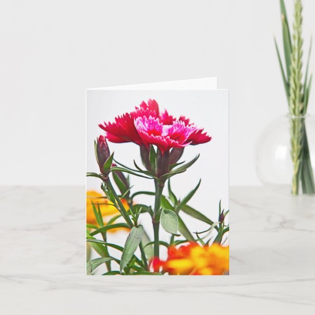 Dianthus Blume Karte (Vorderseite)
