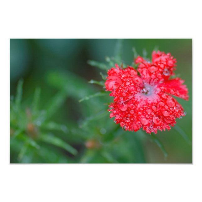 Dianthus-Blume nach Regen Fotodruck (Vorne)