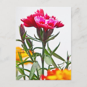 Dianthus Blume Postkarte