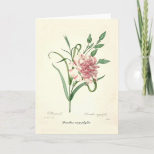 Dianthus caryophyllus karte