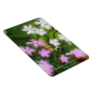Dianthus longicalycinus [Flex Foto Magnet] Magnet