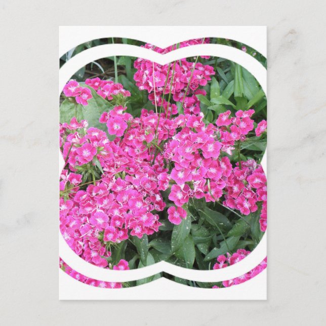 Dianthus Perennial Postcard Postkarte (Vorderseite)