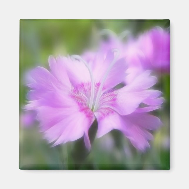 Dianthus Plumarius Blume Magnet (Vorne)