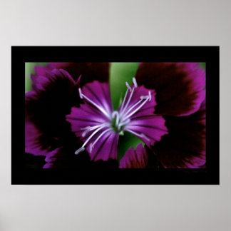Dianthus Poster
