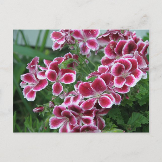Dianthus Postkarte (Vorderseite)