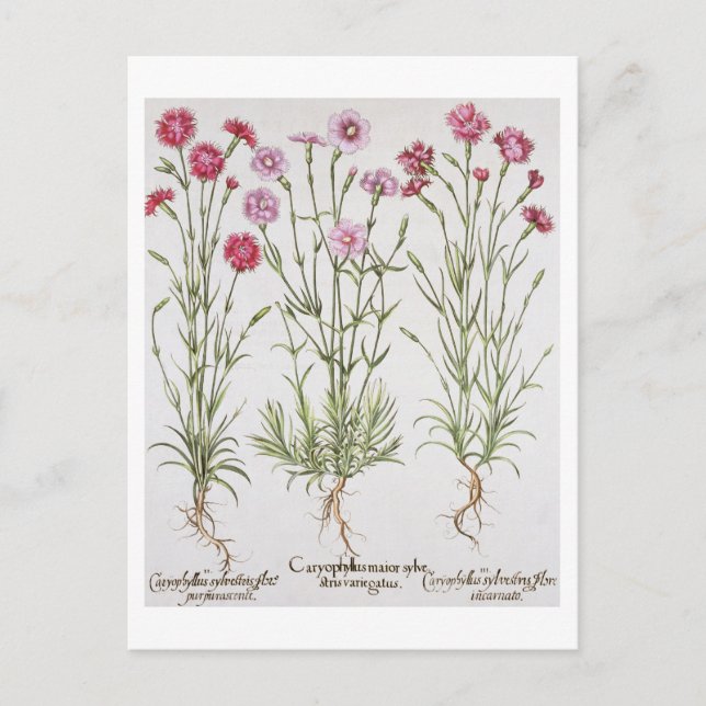 Dianthus-Varietäten aus der "Hortus Ey" Postkarte (Vorderseite)