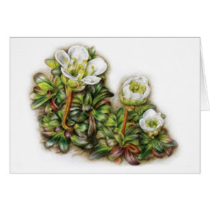 Diapensia lapponica weiße immergrüne Blume