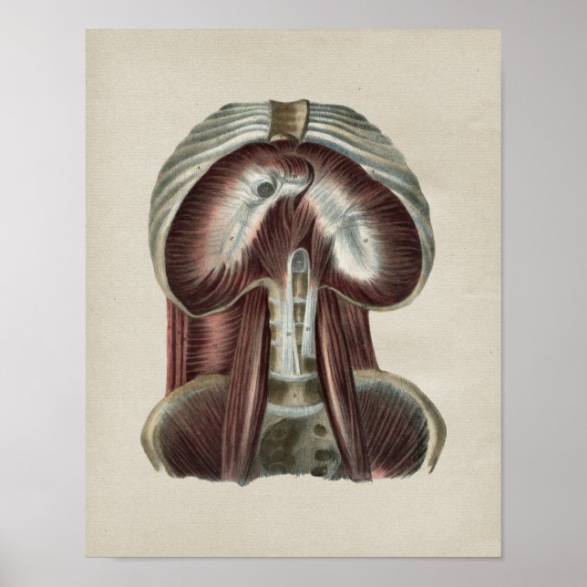 Diaphragma Muscle Human Anatomie Vintag Print Poster (Vorne)