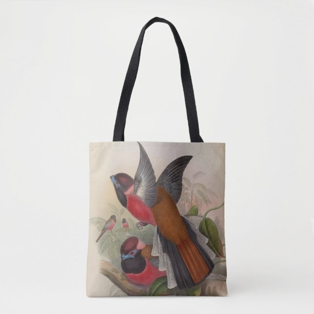 Diards Trogon von John Gould (Vorderseite)