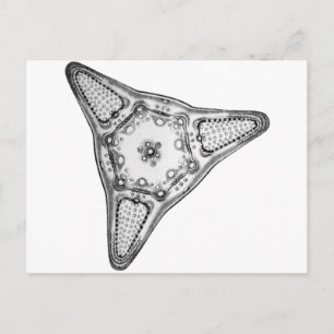 Diatom Postkarte