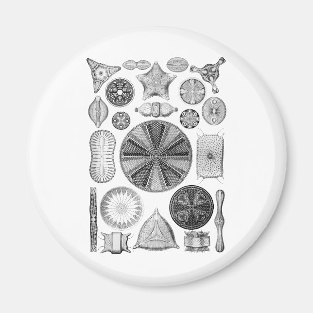 Diatome Magnet (Vorne)