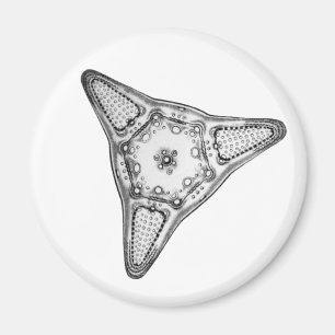 Diatomee Magnet