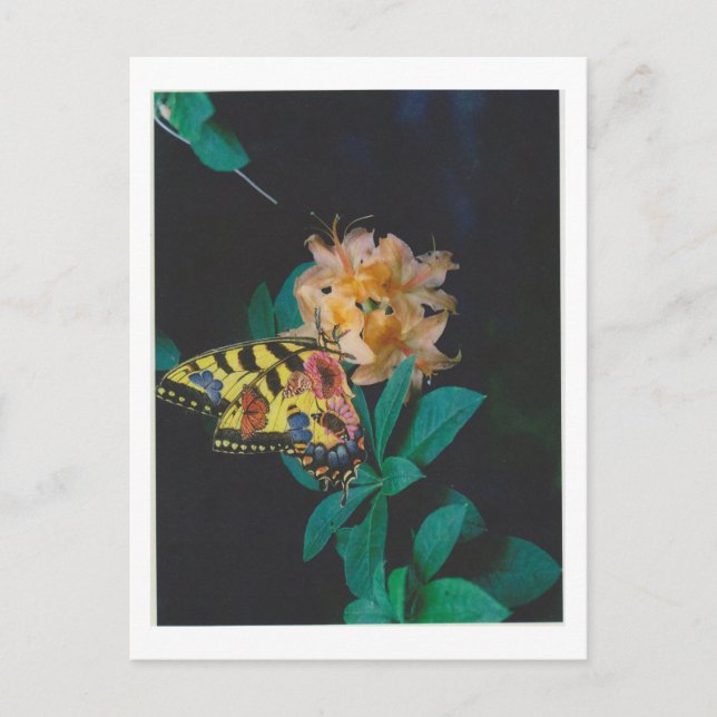 Dibble_Artworks_124_Butterfly Postkarte (Vorderseite)