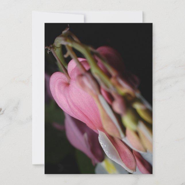 Dicentra (Vorderseite)