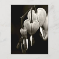 Dicentra - Blutungen Herz Kunst Postkarte (B&W)