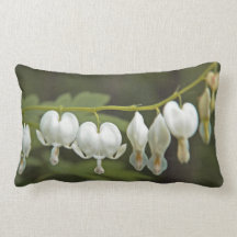 Dicentra Hunter Green und Ch
