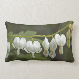 Dicentra Hunter Green und Ch Lendenkissen
