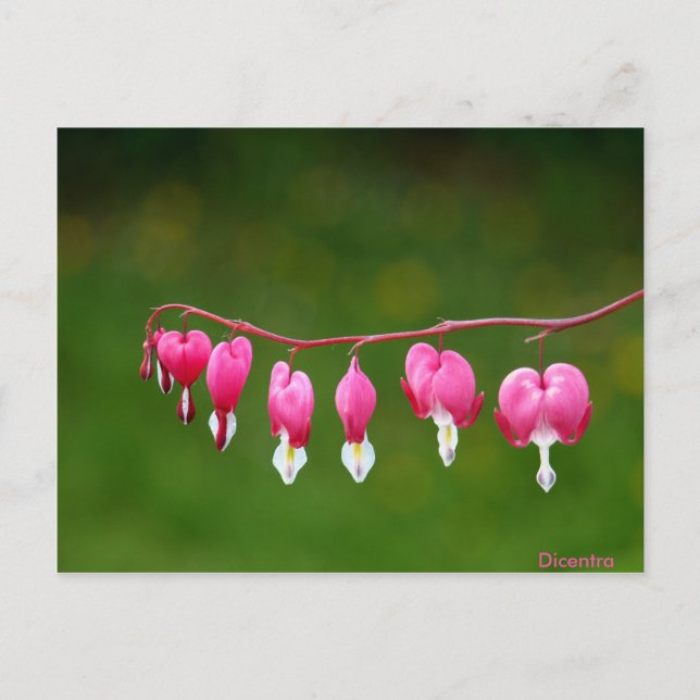 Dicentra - rosa Herzform florale Postkarte (Vorderseite)