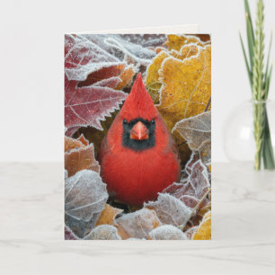 Dich denkend, Kardinal im frostigen Herbstlaub Karte