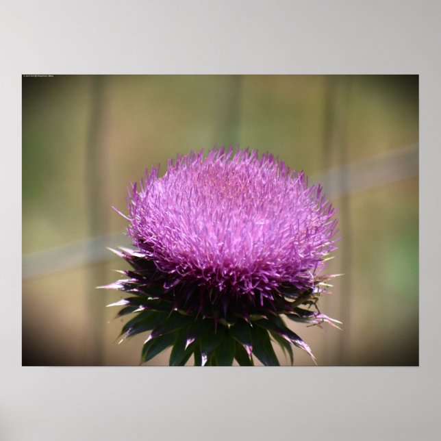 Dick, Poster (Vorne)