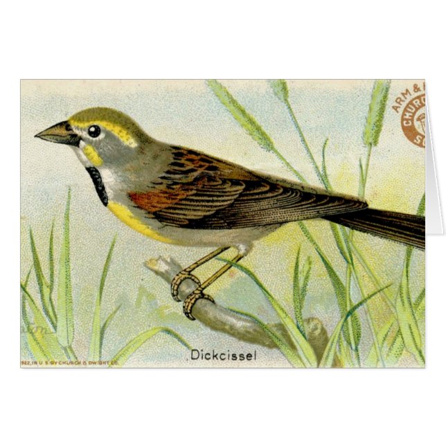 Dickcissel (Vorderseite (Horizontal))