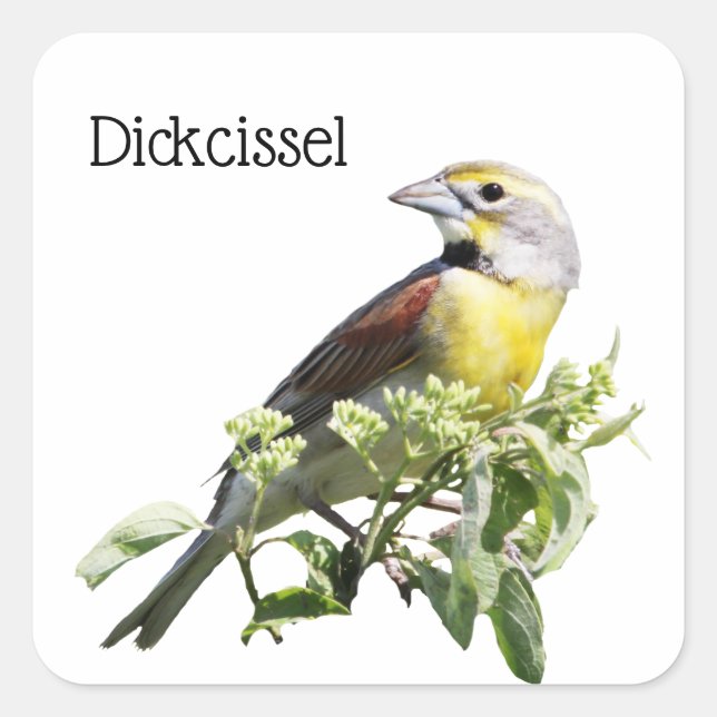 Dickcissel Bird Quadratischer Aufkleber (Vorderseite)