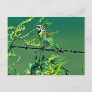 Dickcissel Postkarte