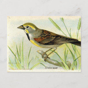 Dickcissel Postkarte