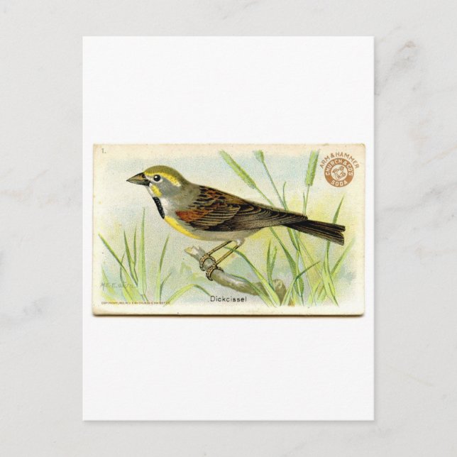 Dickcissel Postkarte (Vorderseite)