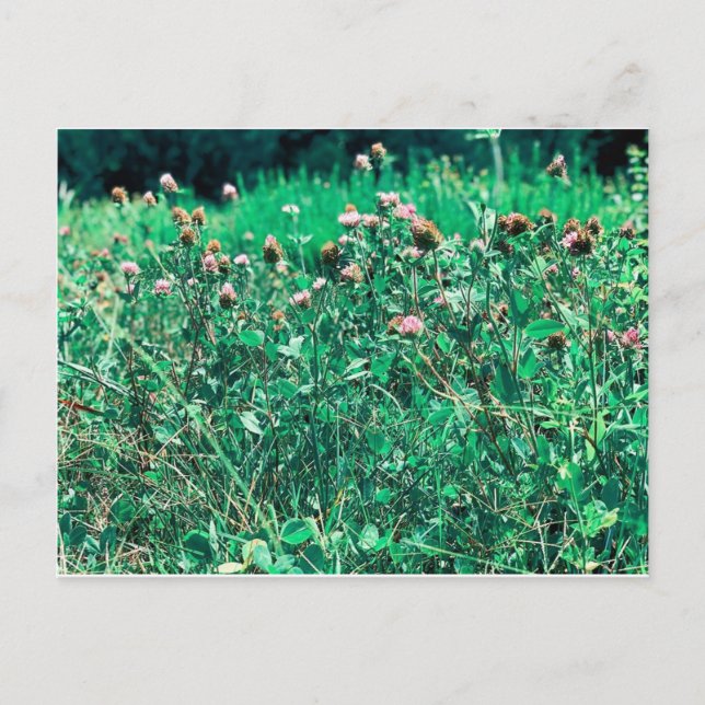 Dicken Postkarte (Vorderseite)