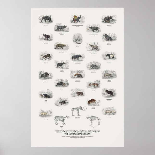 Dickhäutige Vierfüßler - Naturalist's Library Poster (Vorne)