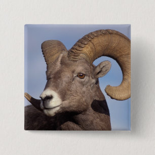 Dickhornschaf, Bergschaf, Ovis canadensis, Button