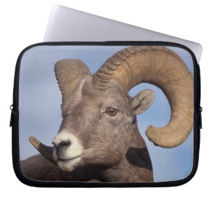 Dickhornschaf, Bergschaf, Ovis canadensis, Laptopschutzhülle