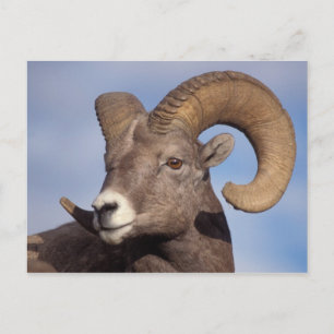 Dickhornschaf, Bergschaf, Ovis canadensis, Postkarte